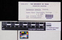 Image Associated With the Occurence